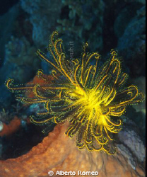 Blak&Yellow Feather Star (Comanthina schlegeli) on orange... by Alberto Romeo 